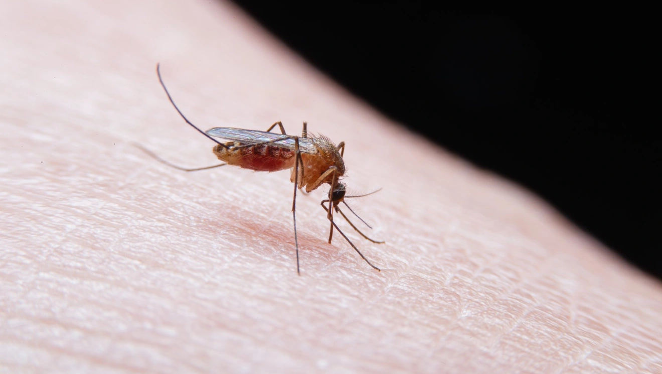 mosquito