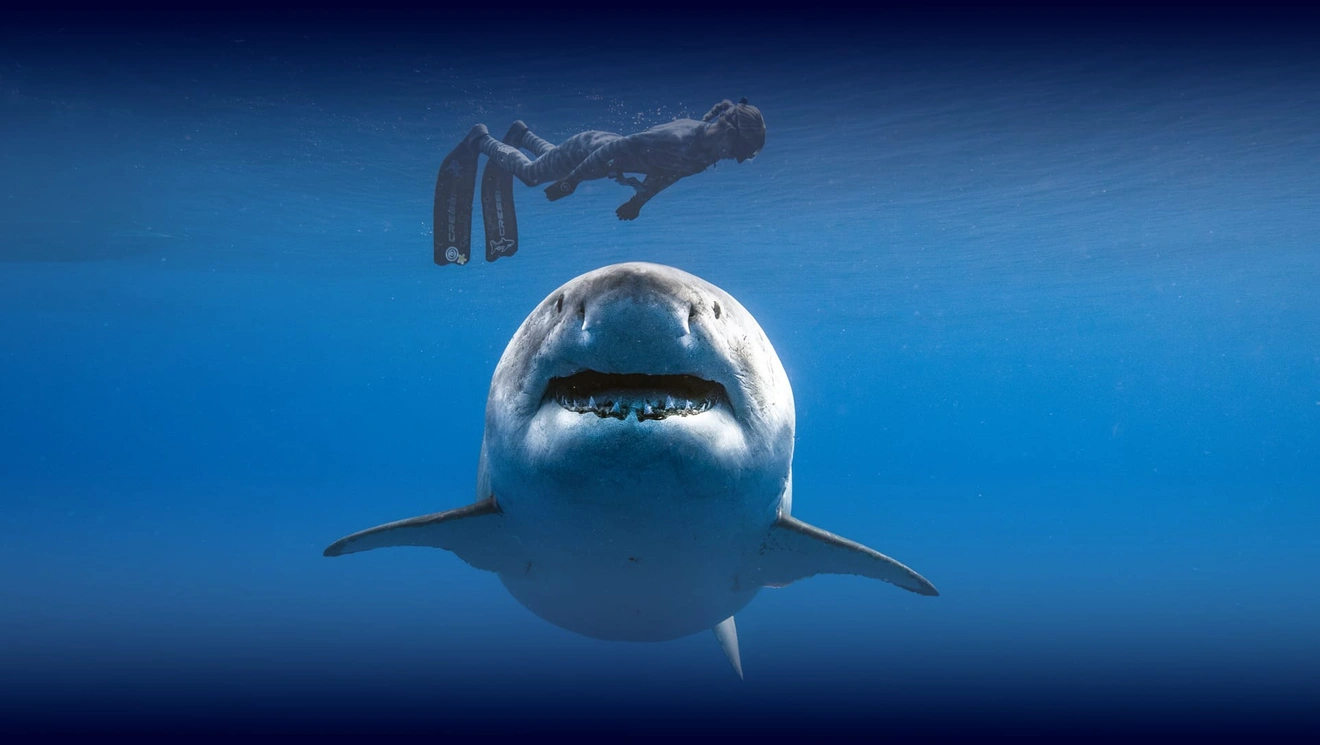 shark whisperer