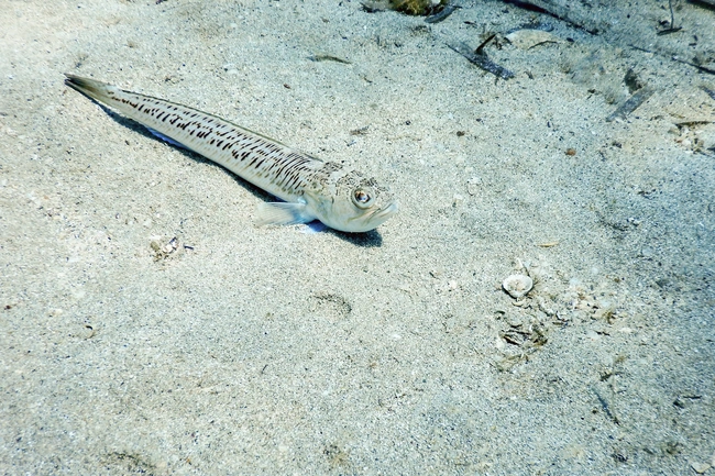 drakaina