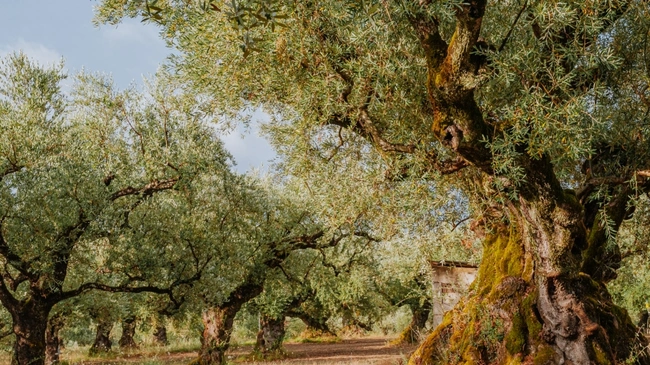 Χωράφι με ελιές