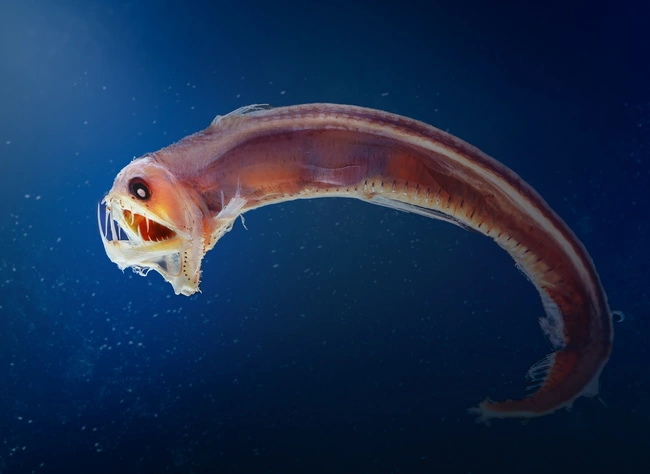 viperfish