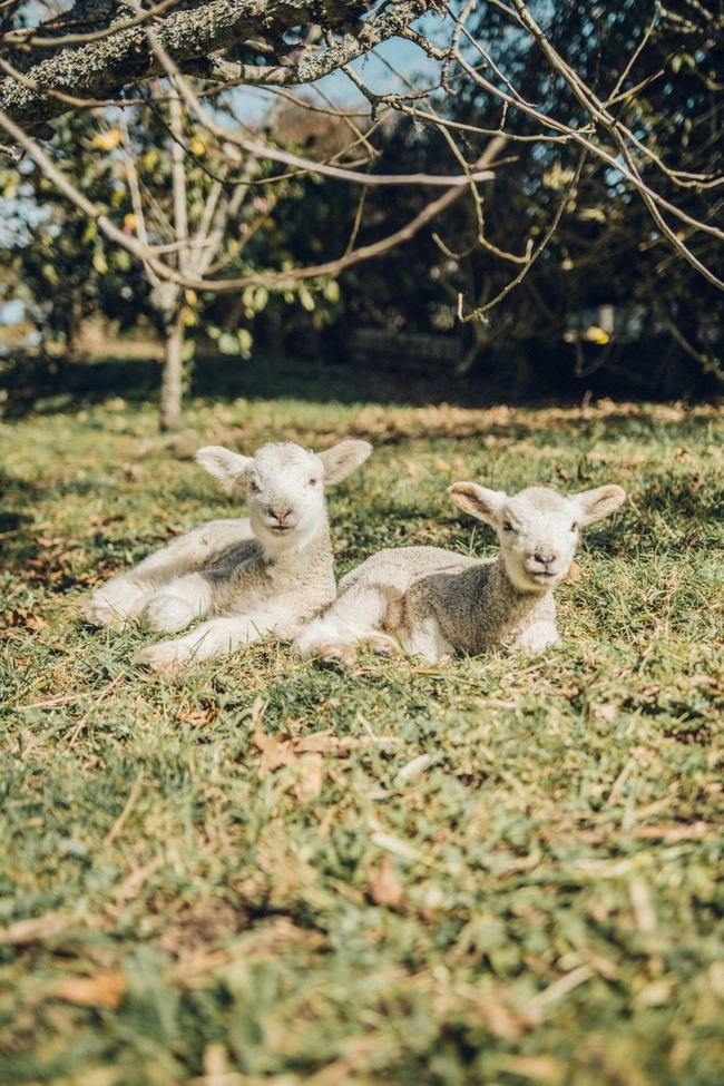 lambs