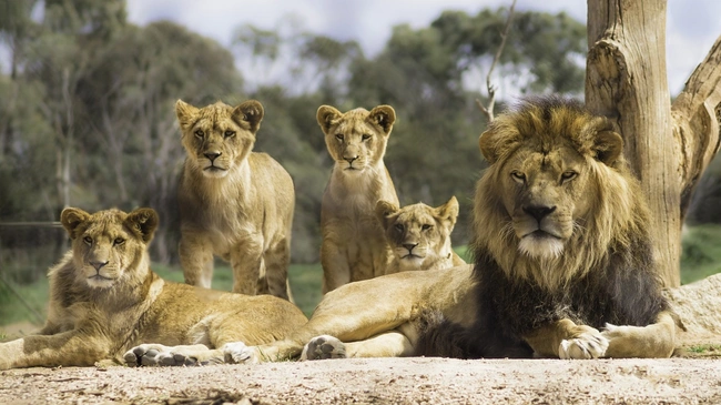 liontari
