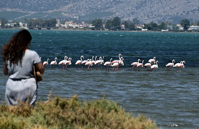 Φλαμίνγκο στο Ναύπλιο
