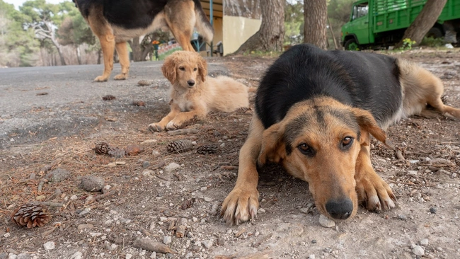 stray dogs Athens