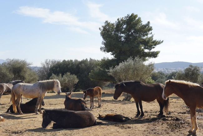 help-horses-ymittos