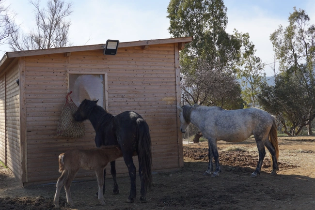 help-horses-ymittos
