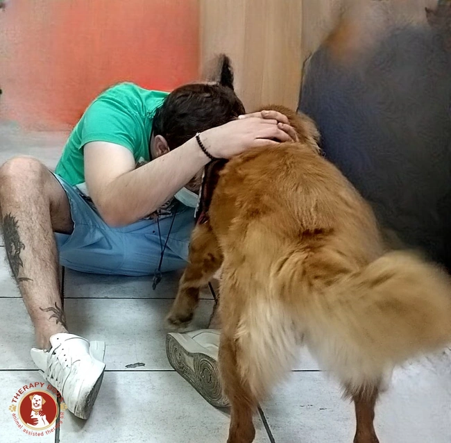 Therapy-dogs