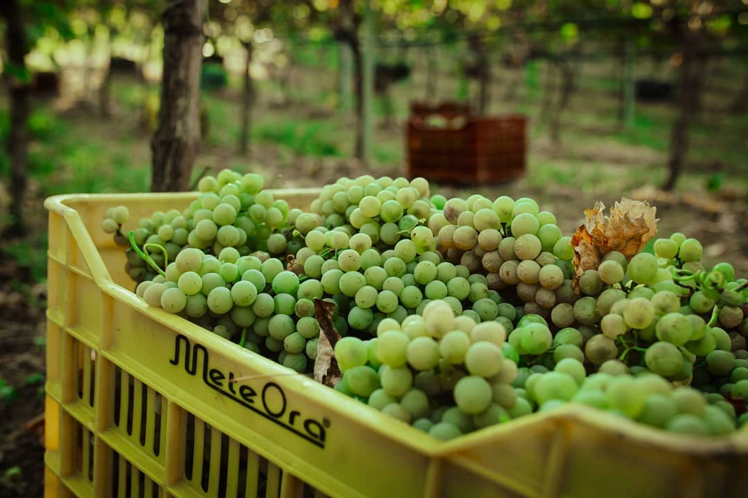 Meteoro Winery
