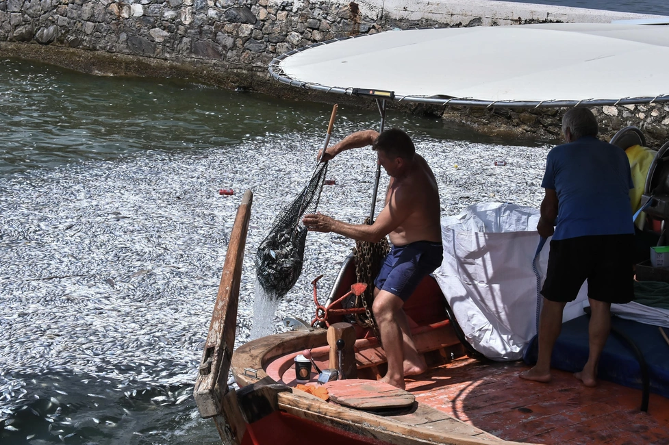 bolos-nekra-psaria