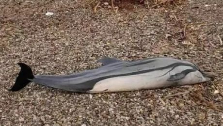 delfini patra rio.jpg