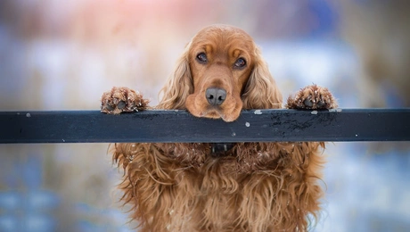 cocker-spaniel