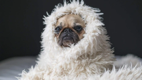 dog cold