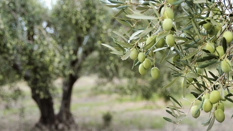 Ελαιώνας