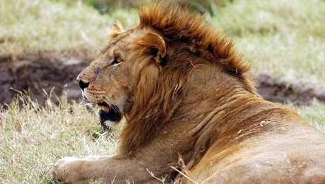 liontari.jpg