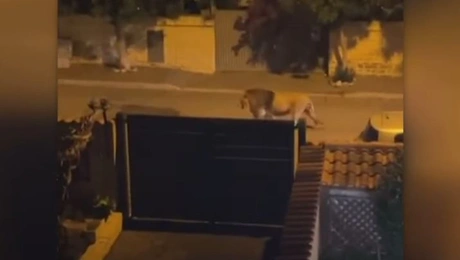 Λιοντάρι στους δρόμους της Ιταλίας