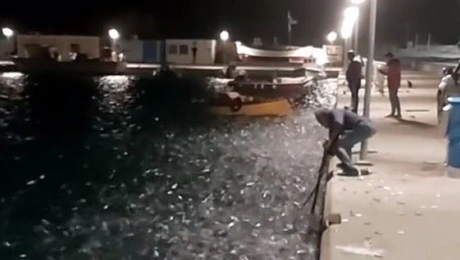 Κάτοικος πιάνει τις σαρδέλες με απόχη