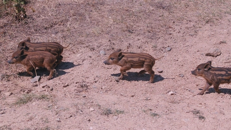 agriogourouna.jpg