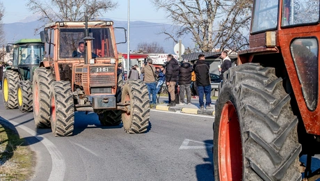 agrotes.jpg