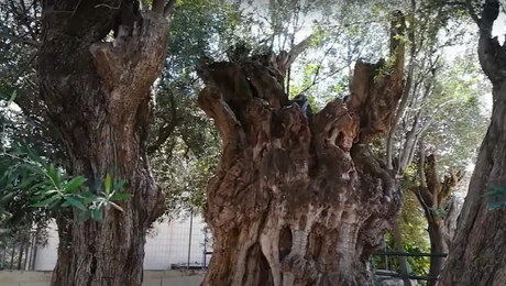 Ο γέρικος κορμός της ελιάς της Όρσας