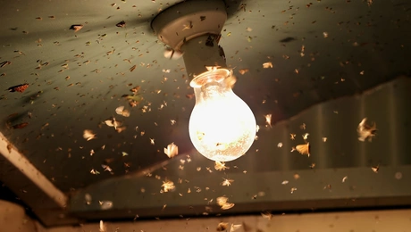 entoma lampa.jpg