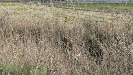 Το σημείο όπου βρέθηκε νεκρός ο 31χρονος στο Μεσολόγγι