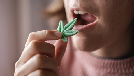 zeledakia kannabis.jpg