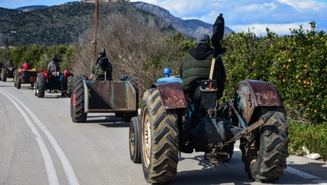 agrotes
