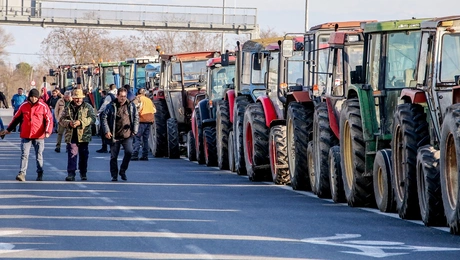 agrotes mploko