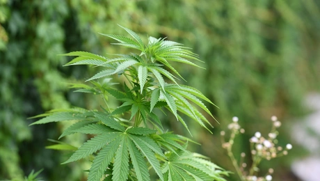 Cannabis sativa