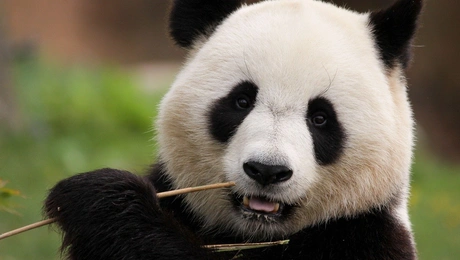 panda