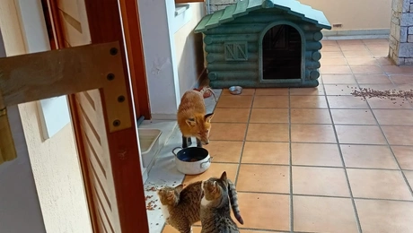 Αλεπού σε σπίτι