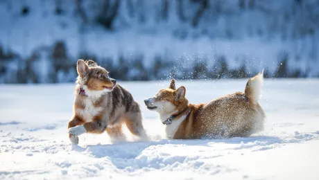 corgi
