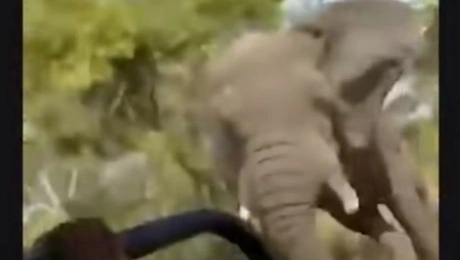elephantas