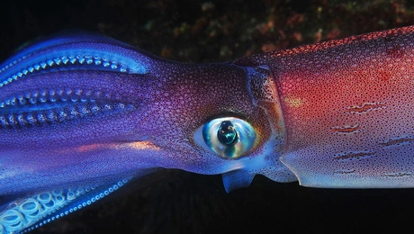 kalamari