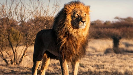 liontari