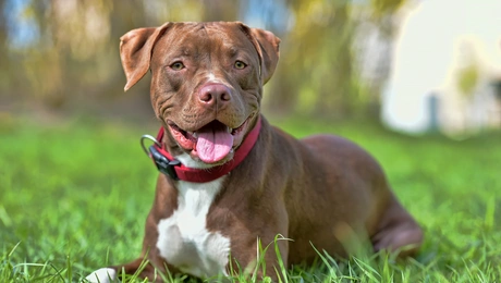 Pitbull