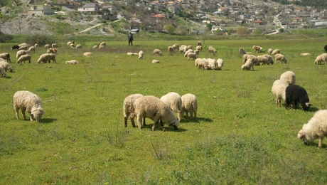provata