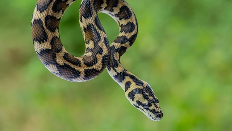 pythonas