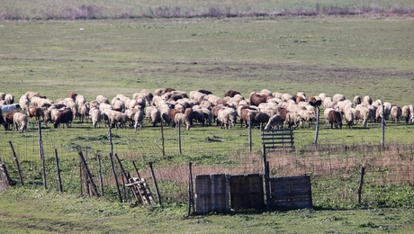 Provata