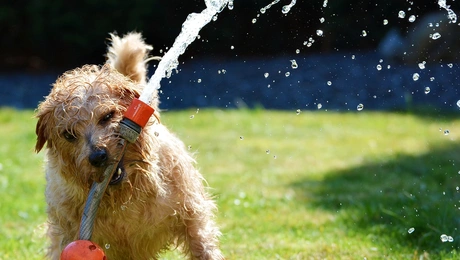 dogs-in-sun