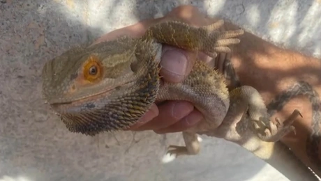 drakos