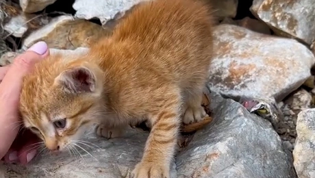 gata-exo