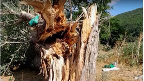 δεντρο κεραυνοσ