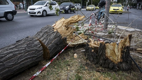 Σπασμένο δέντρο στη Λεωφόρο Αλεξάνδρας