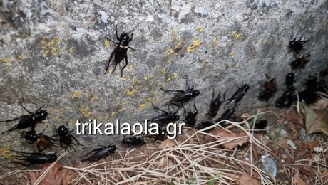 trizonia