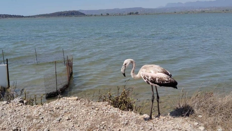Flamingo