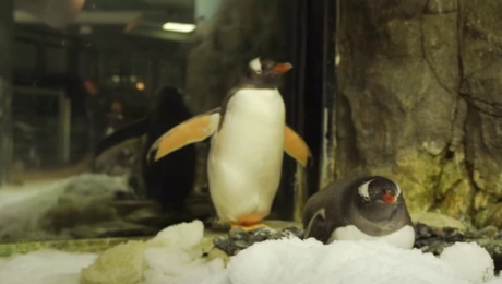 Sphen gay penguin