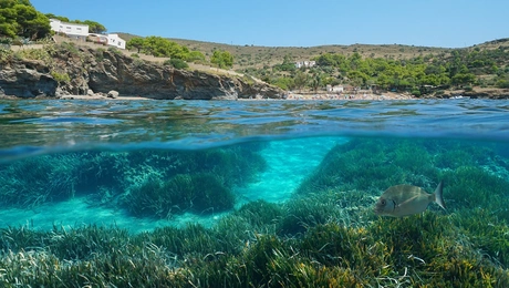 λιβαδεια τησ ποσειδωνιασ