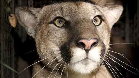 cougar